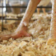 BCO, also known as kinky back, occurs when damage to the poultry gut results in bacteria traveling through the gut or respiratory barriers into the blood and settling in the leg bones of a chicken.
