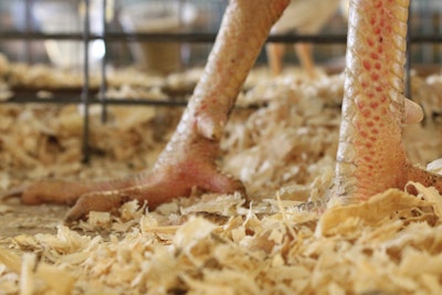 BCO, also known as kinky back, occurs when damage to the poultry gut results in bacteria traveling through the gut or respiratory barriers into the blood and settling in the leg bones of a chicken.