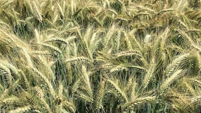 Durum Wheat In Field Despierres Pixabay