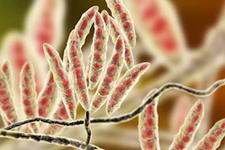 Fusarium