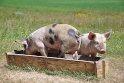 SweeinFeedFild Pixabay