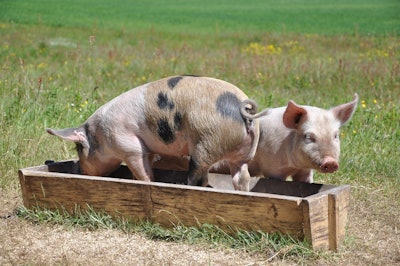 Swine In Feed Feild Pixabay