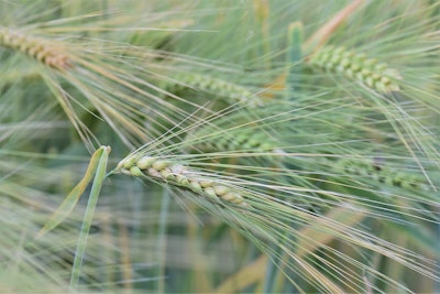 Winter Wheat Pitsch Pixabay