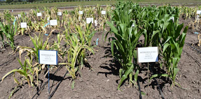 A field trial that is being conducted in Naivasha, Kenya.