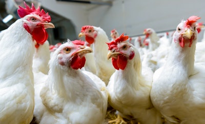 Broilers Farm Production