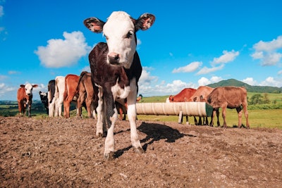 Calf Outside With Cows Eating