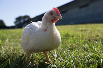 Antibiotic usage in the U.S. poultry industry decreased significantly over the past 10 years due to the growing popularity of NAE growing systems, according to a recently updated report published by the U.S. Poultry & Egg Association (USPOULTRY).