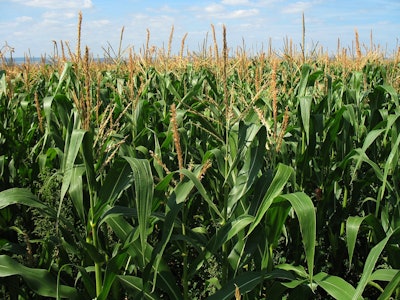 Corn Field 1935 1280