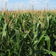 Corn Field Green Growing