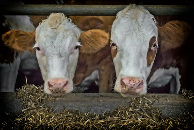 Cows Beef Fence Feed Pixabay