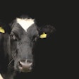 Dairy Cow Black Background Pixabay