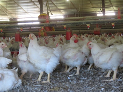 Farmer Focus birds are guaranteed to be No Antibiotics Ever (NAE) and are fed with all natural supplements, including vitamins and oregano.