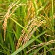 Rice 1594612 1280