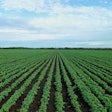Soybean Field Growing Row Pixabay