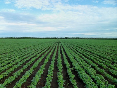 Soybean Field Growing Row Pixabay