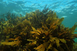 Algae Nq