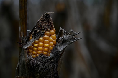 Ear Of Corn