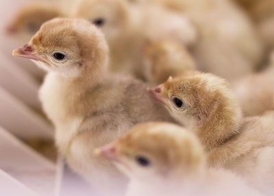 Poults