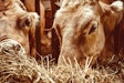 Cattle Feeding In Barn Pixabay