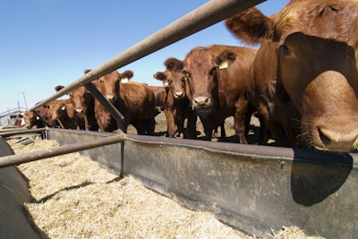 Cattle Feedlot