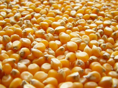 Corn Kernals