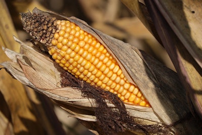Corn On Cob Fall Pixabay