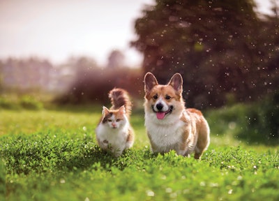 Dogs and cats are vying for the top spot in pet owners’ hearts more than ever, shifting pet food sales trends to match.