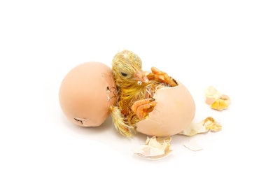 Newborn Chick Hatching On White Bkgrnd