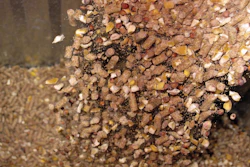 Poultry Feed 1