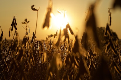 Soybeans In Field Harvest Pixabay