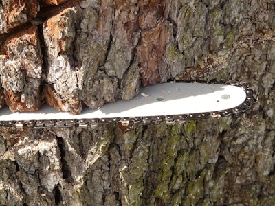Chain Saw In Tree