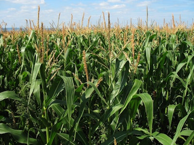 Corn Field Green Growing