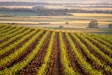 Corn Rows Field Growing Pixabay