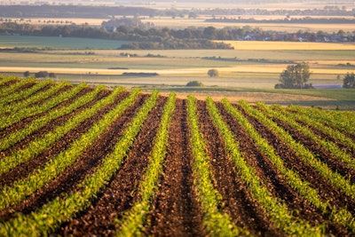 Corn Rows Field Growing Pixabay