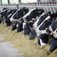 Holstein Dairy Cows Cattle