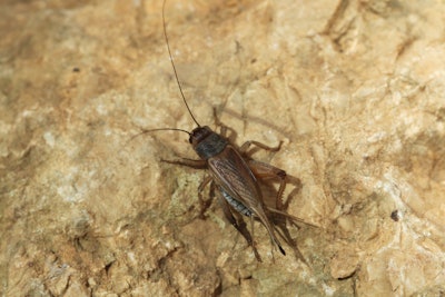 House Cricket
