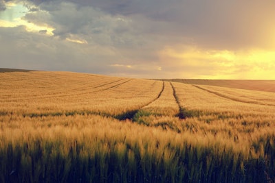 Nature Spring Grain Field