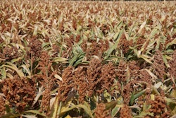 Sorghum In Field