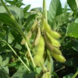 Soy Beans On Plant