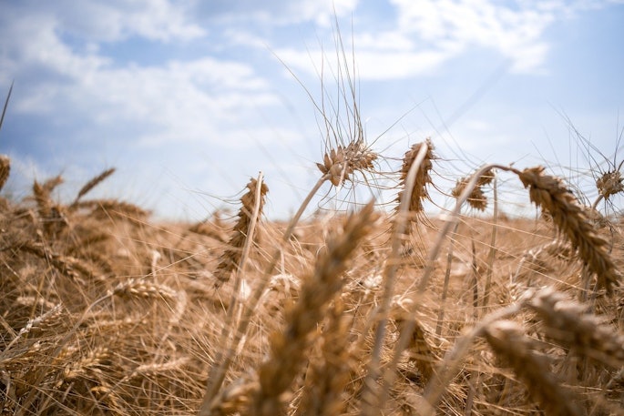 Ukraine Wheat Field