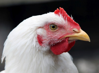 White Chicken Closeup 2