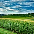 Wisconsin Corn Feild