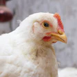 Broiler Chicken