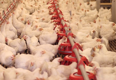Cage Free Hens In Layer House