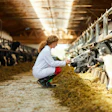 Cattle Veterinarian