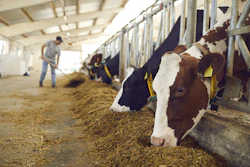 Dairy Cattle Cows Worker