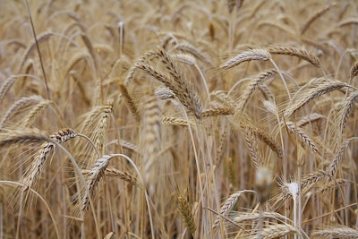 Ripe Wheat Field
