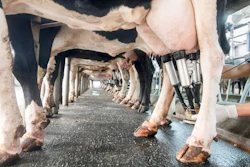 Row Of Cows Being Milked Underneath View