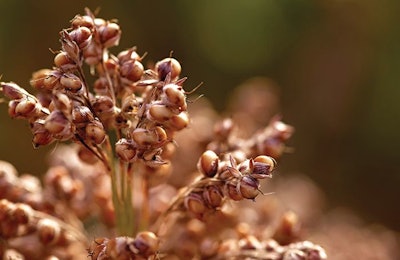 Sorghum (1)