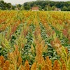 Sorghum Field
